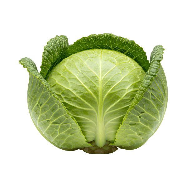Cabbage
